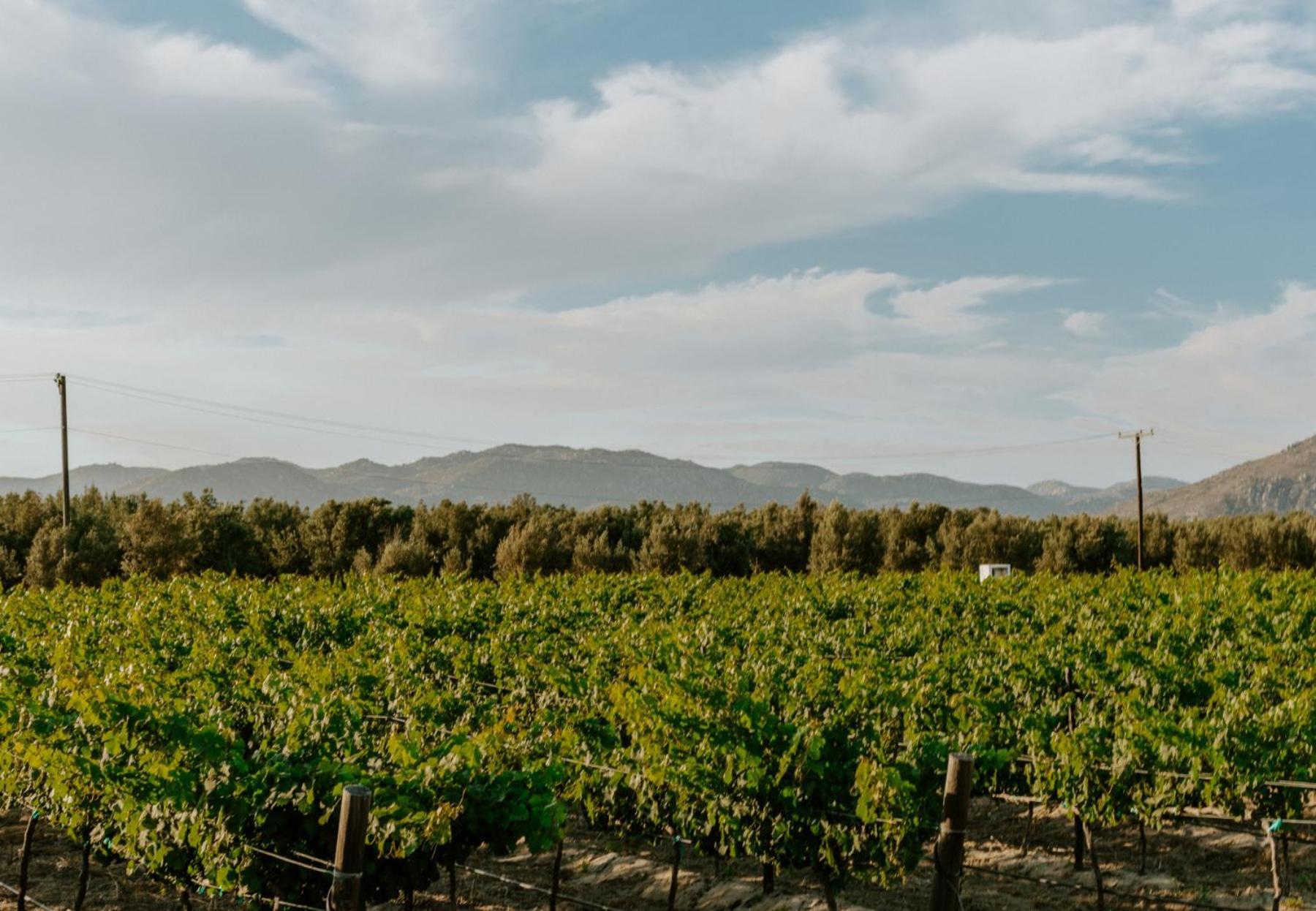 Campera Valle De Guadalupe Luxury tent